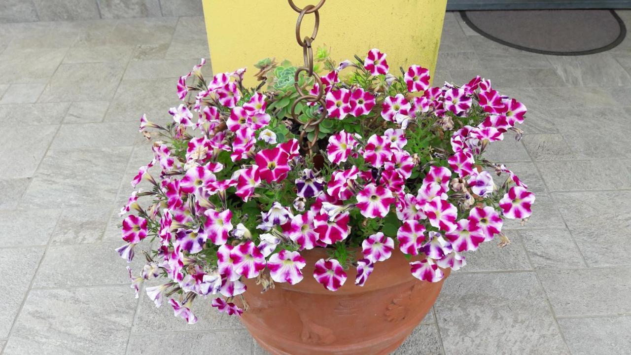 Bed & Breakfast Oasi 3*